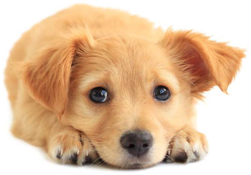 Puppy Consultation Dog Trainer Puppy Consultation Dog Trainer