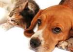 Dog_cat.jpg