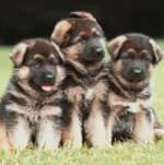 Three_puppy_dogs.jpg